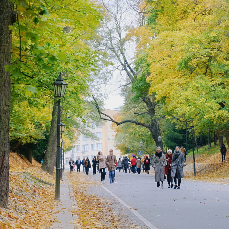 23 - A group of people walking down a paved path lined with autumn trees featuring yellow and green leaves